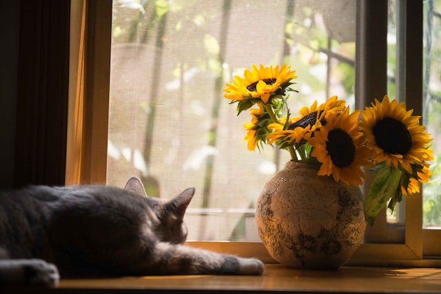 cat and vase of sunflowers in front of a window