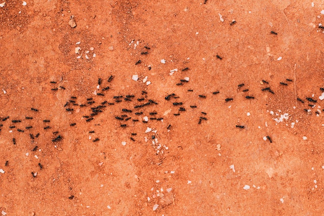 ants running through sandy dirt