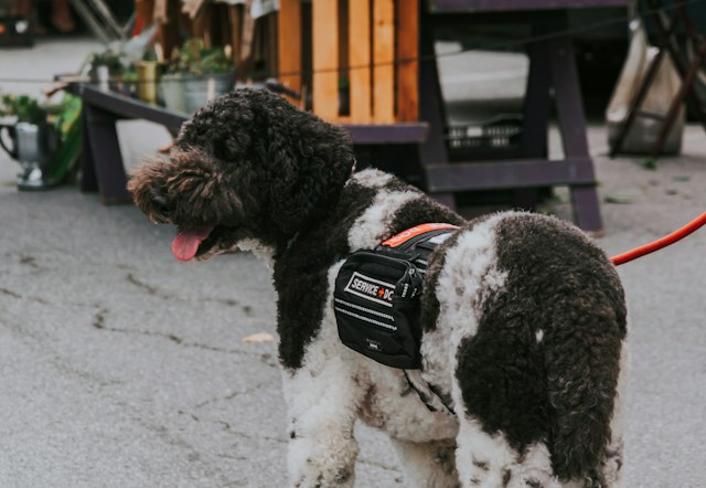 A service dog.